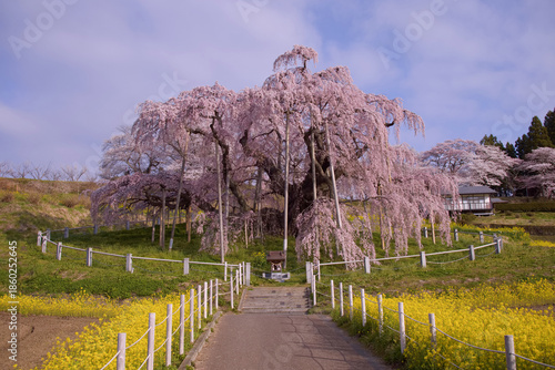 三春町　満開の滝桜