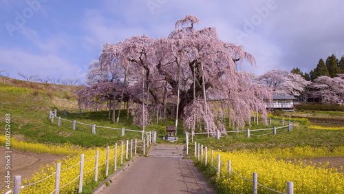 三春町　満開の滝桜