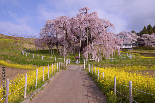 三春町　満開の滝桜