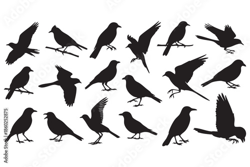Silhouettes of black birds in various poses and actions against a white background flying perching