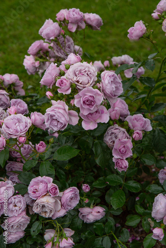 Beautiful and romantic blooming violet rose bush in summer in garden