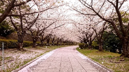 Wallpaper Mural Path lined with blooming cherry trees in sunlight Torontodigital.ca