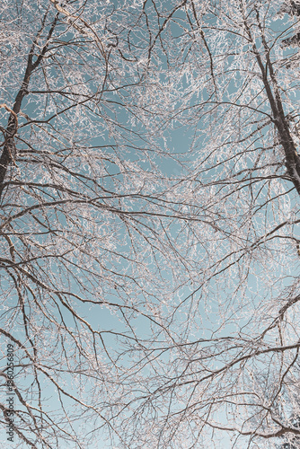 Fairytale Nordic winter. Scandinavian landscape. White and blue. Snow-covered branches. Winter wonderland. Rime ice. Frozen leafless trees. Cold weather. View from below of snowy trees.