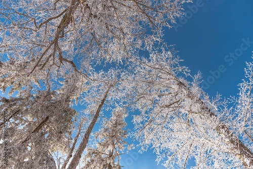 Fairytale Nordic winter. Scandinavian landscape. White and blue. Snow-covered branches. Winter wonderland. Rime ice. Frozen leafless trees. Cold weather. View from below of snowy trees.
