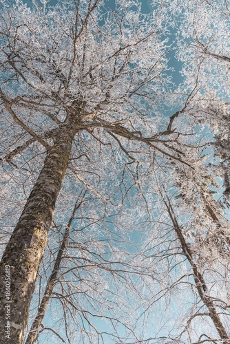 Fairytale Nordic winter. Scandinavian landscape. White and blue. Snow-covered branches. Winter wonderland. Rime ice. Frozen leafless trees. Cold weather. View from below of snowy trees.