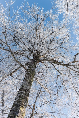 Fairytale Nordic winter. Scandinavian landscape. White and blue. Snow-covered branches. Winter wonderland. Rime ice. Frozen leafless trees. Cold weather. View from below of snowy trees.