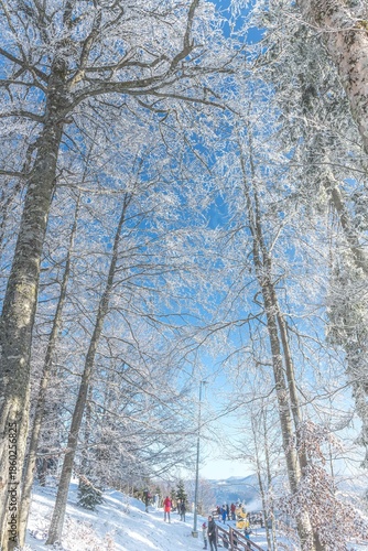 People walking through a winter forest in the snowy Ukrainian Carpathians. Snow-covered trees. Frosty sunny day. Active recreation. 
