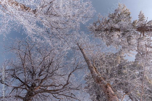 Fairytale Nordic winter. Scandinavian landscape. White and blue. Snow-covered branches. Winter wonderland. Rime ice. Frozen leafless trees. Cold weather. View from below of snowy trees.