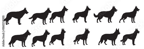 dutch shepherd dogs silhouette white background