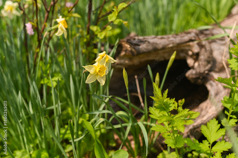 Fototapeta premium Daffodils blooming in wild garden corner near fallen tree trunk. Spring daffodils growing freely in garden under natural light natural background.