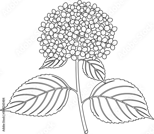 Hydrangea hand drawn simple sketch vector illustration with floral outline in minimalist line art style