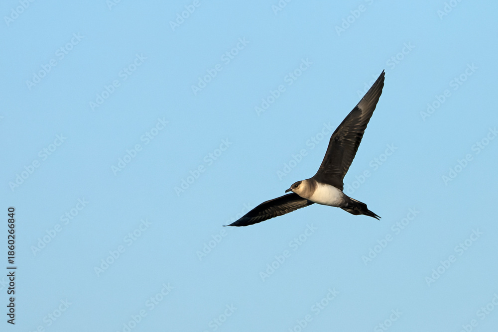 Obraz premium Clear-phase parasitic Jaeger flying over the glaciers of southern Iceland on a clear afternoon in mid-July
