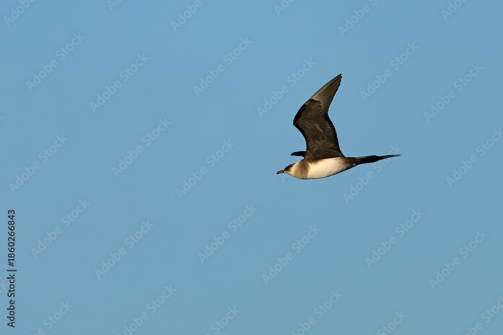Obraz premium Clear-phase parasitic Jaeger flying over the glaciers of southern Iceland on a clear afternoon in mid-July