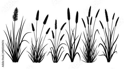 Detailed illustration of cattails and grasses in a dark striking silhouette