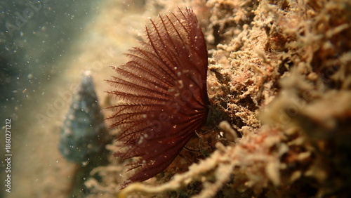 Polychaeta or bristle worm, fan worm (Branchiomma luctuosum) undersea, Ligurian Sea, Italy, Imperia