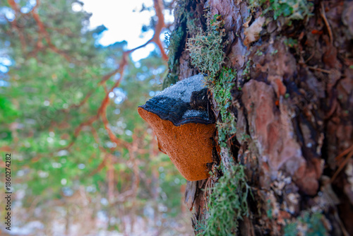 Valle de la Barranca en la Sierra de Guadarrama en Invierno
