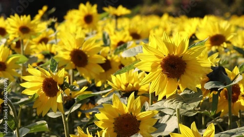 神奈川県高座郡寒川町　ひまわり