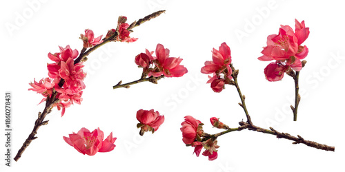 Set of pink cherry blossom isolated on white