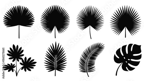 Collection of tropical palm leaves and monstera in dark silhouette