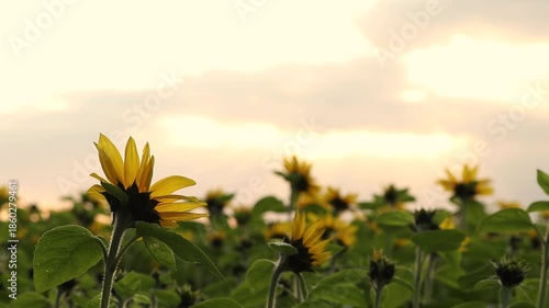神奈川県高座郡寒川町　夕暮れとひまわり