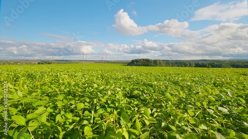 A Lush Green Soybean Field Extending Under a Beautiful Blue Sky Incorporating Fluffy Clouds