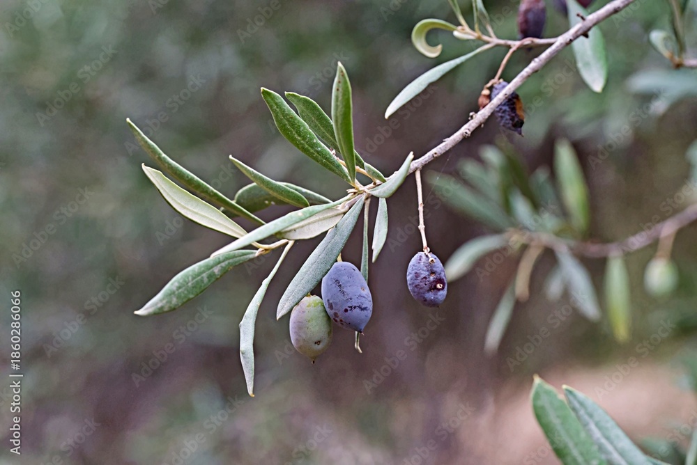 Ταπετσαρία The olive tree (Olea europaea) is a species of subtropical evergreen tree in the