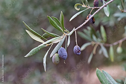 The olive tree (Olea europaea) is a species of subtropical evergreen tree in the family Oleaceae, Crete