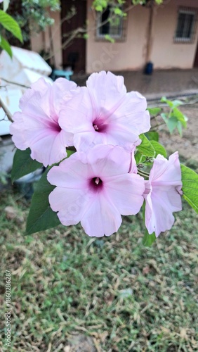 A high-angle, close-up shot of a cluster of light purple and pink morning glory flowers (Ipomoea carnea) with deep magenta centers. The flowers are in full bloom against a soft-focus bac