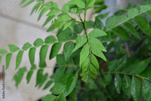 Fresh green curry leaves with raindrops in a garden.