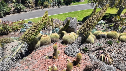Round Cactus Cluster Close Up At Royal Botanic Gardens Melbourne