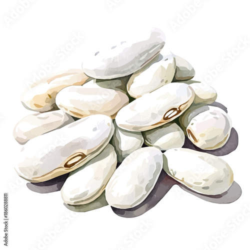 EPS format, A Watercolor design with minimal yet artistic elements for creative designs. hand-drawn paint, A beautiful painting of white beans, isolated on a white background