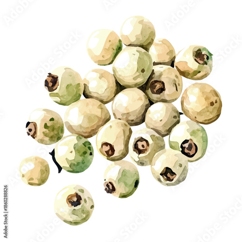 EPS format, A Watercolor design with minimal yet artistic elements for creative designs. hand-drawn paint, A beautiful painting of white peppercorns, isolated on a white background