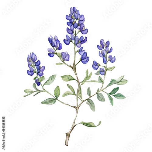 EPS format, A Watercolor design with minimal yet artistic elements for creative designs. hand-drawn paint, A beautiful painting of wild indigo root, isolated on a white background