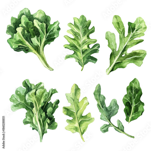 Watercolor design, with minimal yet artistic elements for creative designs. hand-drawn paint, A beautiful painting of wild lettuce leaves, EPS format, isolated on a white background