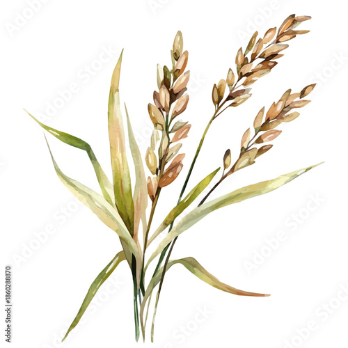 Watercolor design, with minimal yet artistic elements for creative designs. hand-drawn paint, A beautiful painting of wild rice set, EPS format, isolated on a white background