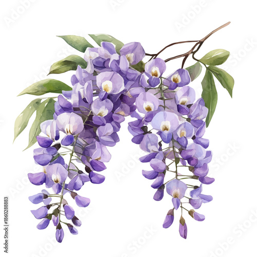 Minimal yet artistic elements for creative designs. hand-drawn paint, Simple Illustration, A beautiful painting of wisteria flower, EPS format, isolated on a white background
