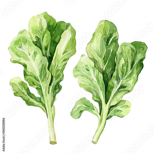 Watercolor design, with minimal yet artistic elements for creative designs. hand-drawn paint, A beautiful painting of wild lettuce leaves, EPS format, isolated on a white background
