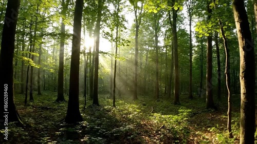 Wallpaper Mural Sunlight streams through forest trees Torontodigital.ca