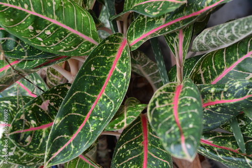 Close up of Aglaonema plant leaves with vibrant red veins.