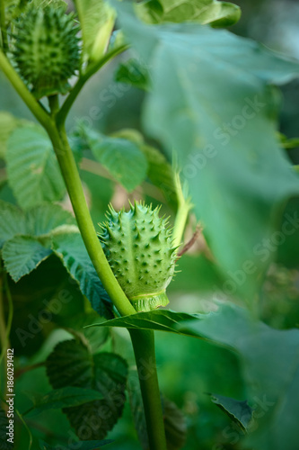 A close-up of the unripe fruit of the Datura stramonium plant.