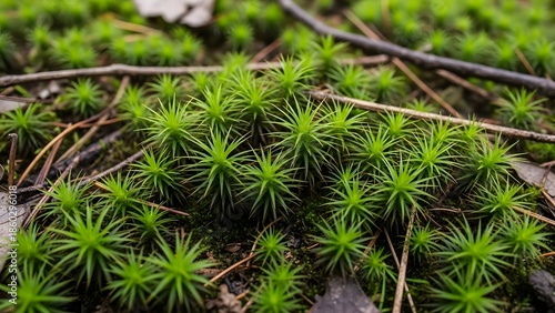 Close up of lush green moss growing on forest floor with twigs