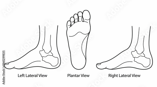 Human Foot Anatomy Vector – Left Lateral, Plantar, Right Medial Views of Skeletal Structure for Medical, Educational, Biomechanical, Orthopedic, and Healthcare Illustration Use
