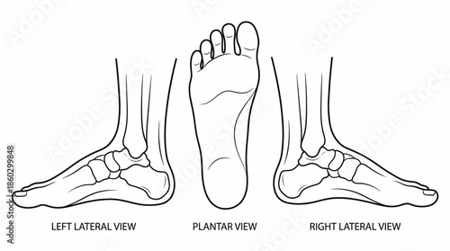 Human Foot Anatomy Vector – Left Lateral, Plantar, Right Medial Views of Skeletal Structure for Medical, Educational, Biomechanical, Orthopedic, and Healthcare Illustration Use