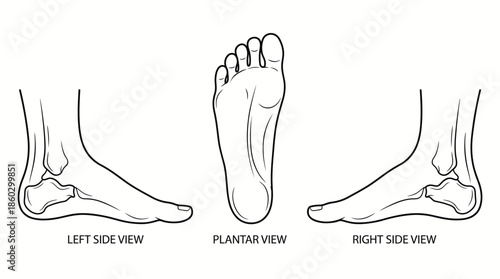Human Foot Anatomy Vector – Left Lateral, Plantar, Right Medial Views of Skeletal Structure for Medical, Educational, Biomechanical, Orthopedic, and Healthcare Illustration Use