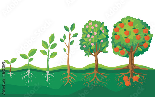 Illustration of a tree's life cycle from seedling to maturity with vibrant oranges
