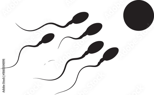 Sperm Cells Approaching the Egg for Fertilization