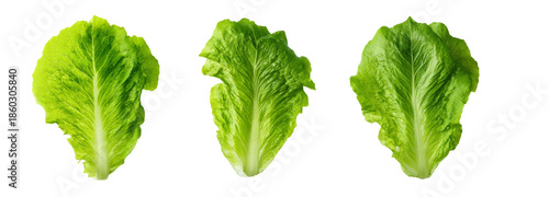 Fresh romaine lettuce leaves on transparent background nature food photography green colors