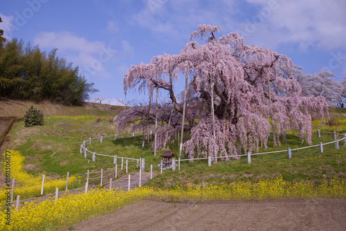 三春町　満開の滝桜
