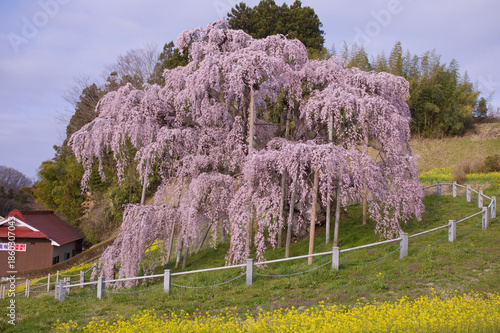 三春町　満開の滝桜