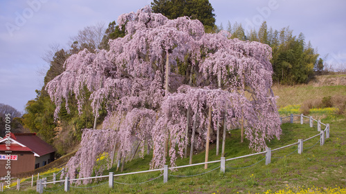 三春町　満開の滝桜